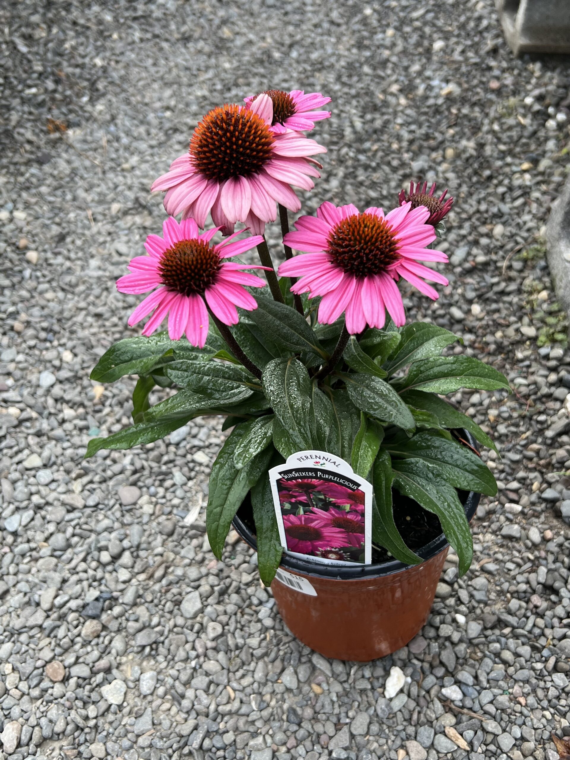 Echinacea Sunseekers™ Purplelicious - Coneflower - 5-Pint - Image 2