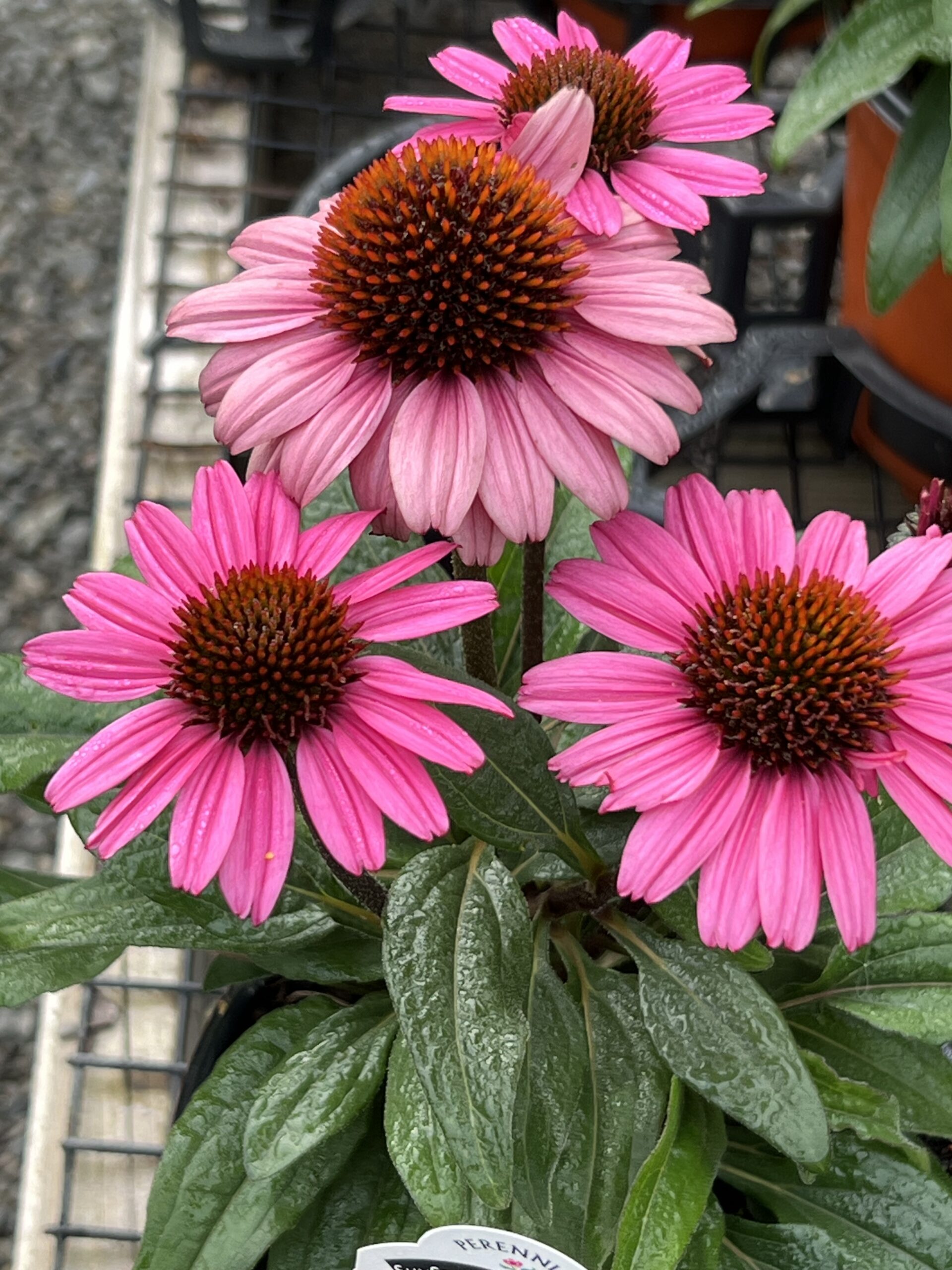 Echinacea Sunseekers™ Purplelicious - Coneflower - 5-Pint