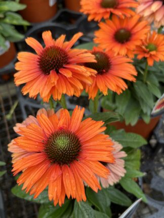 Echinacea Sunseekers™ Mineola - Coneflower - 5-Pint