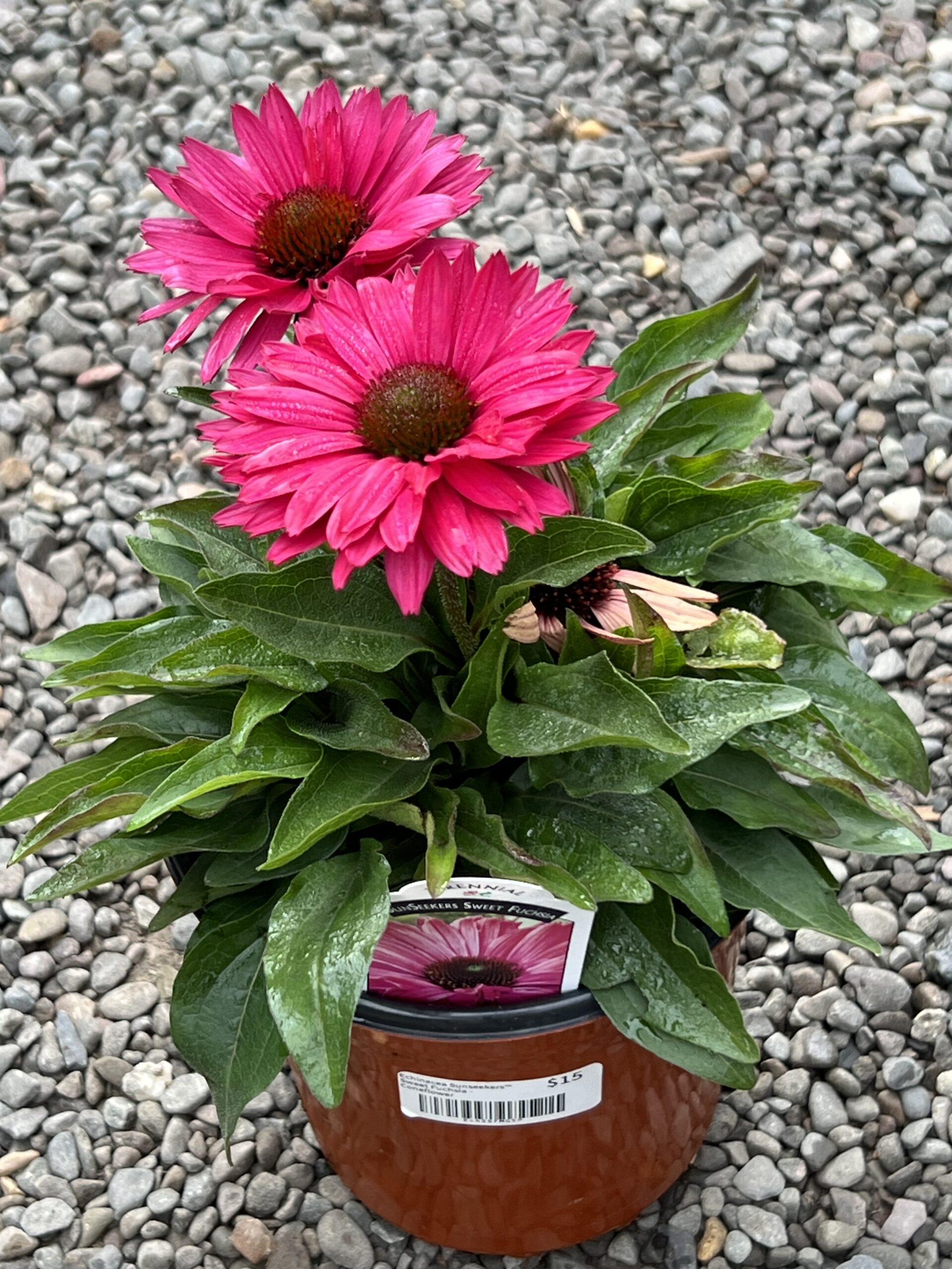 Echinacea Sunseekers™ Sweet Fuchsia - Coneflower - 5-Pint - Image 2