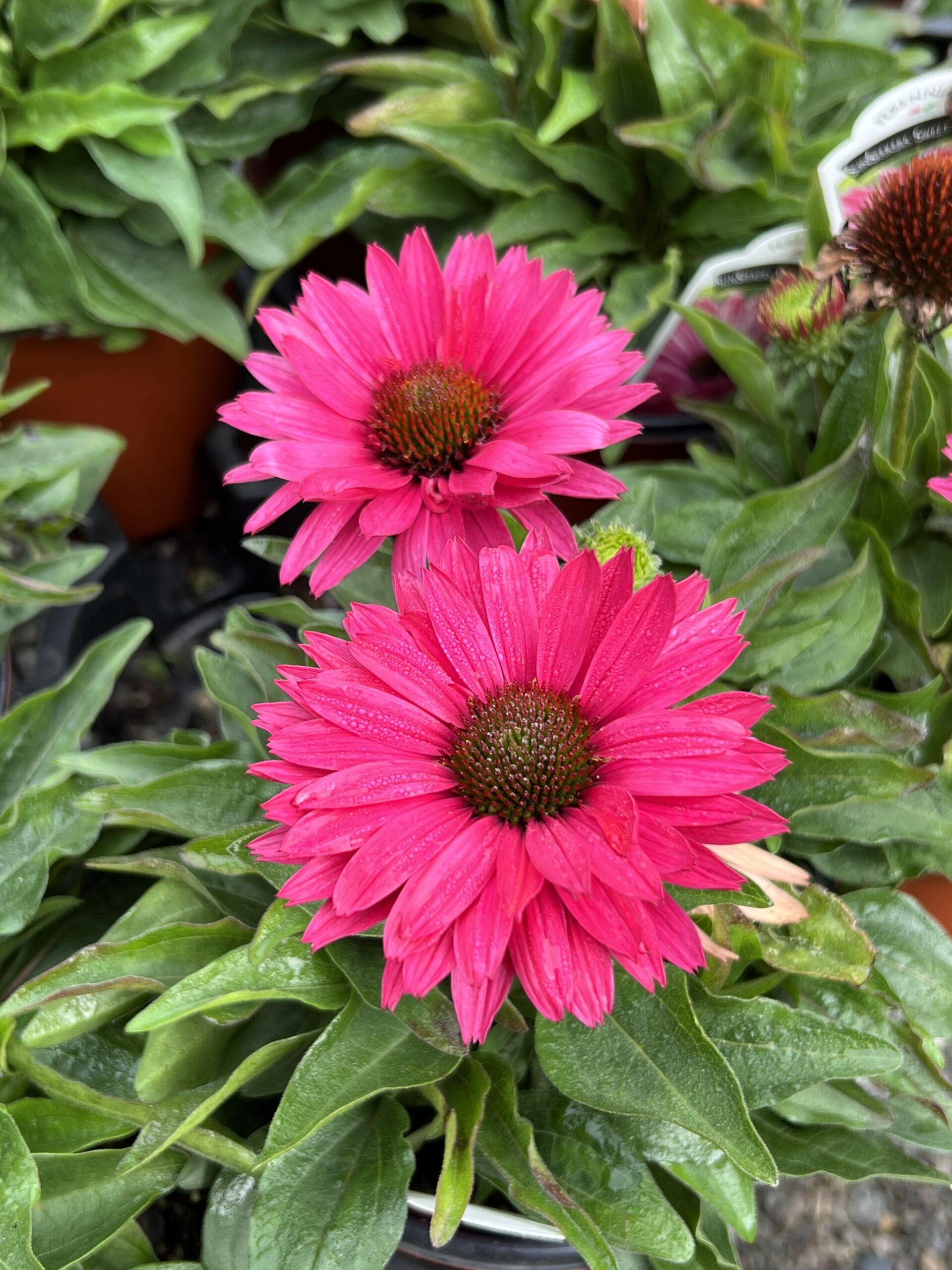 Echinacea Sunseekers™ Sweet Fuchsia - Coneflower - 5-Pint