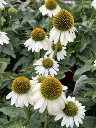 Echinacea Sombrero® Blanco - Coneflower - 5-Pint