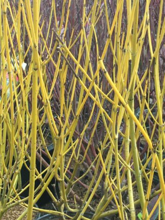 Cornus sericea 'Flaviramea' - Yellow-twig Dogwood