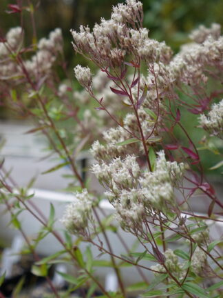 Eupatorium subvenosum - Pine Barrens Thoroughwort - 1-Pint