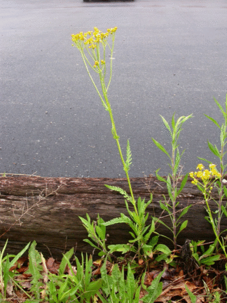 Packera anonyma - Appalachian Groundsel