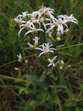 Sericocarpus linifolius - Narrowleaf Whitetop Aster - 1-Pint