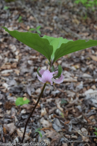 Trillium catesbaei - Bashful Wakerobin
