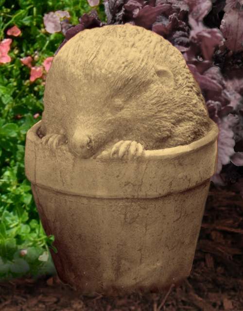 Hedgehog in Pot