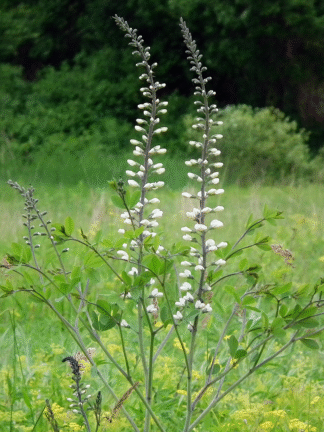 Baptisia lactea - Prairie White Wild Indigo - 0.5-Pint