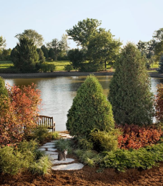 Thuja occidentalis First Editions® Technito® - Arborvitae or Northern White-cedar - 3-Gallon