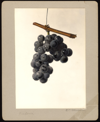 Vitis 'Fredonia' - Blue Seeded Grape - 2-Gallon