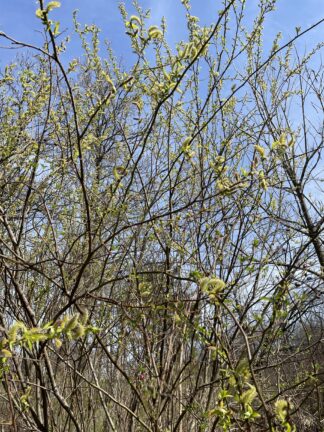 Salix petiolaris - Meadow Willow - 1-Quart