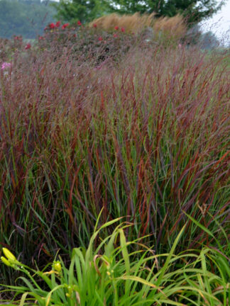 Panicum virgatum Prairie Winds® Cheyenne Sky - Switch Grass - 3-Quart