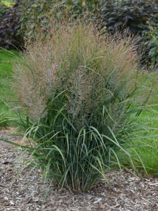 Panicum virgatum 'Gunsmoke'- Switchgrass (Copy)