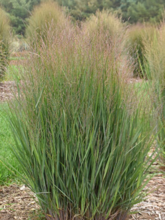 Panicum virgatum 'Half Pint' - Switchgrass
