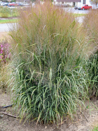 Panicum virgatum Prairie Winds® October Sky - Switch Grass - 3-Quart