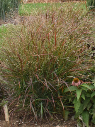 Panicum virgatum 'Red Flame'- Switchgrass