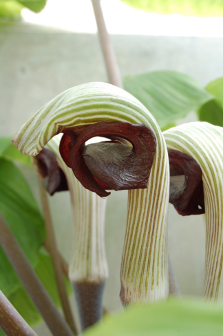 Arisaema ringens - Japanese Cobra Lily (Non-native) - 2-Quart