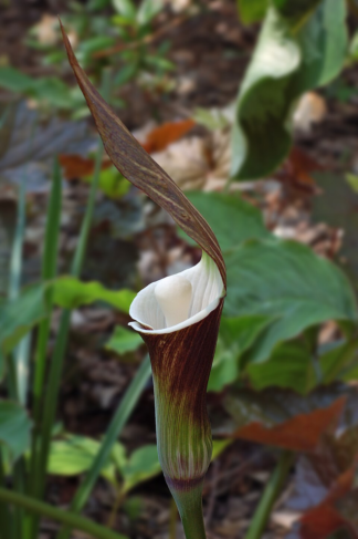Arisaema sikokianum - Japanese Cobra Lily (Non-native) - 2-Quart