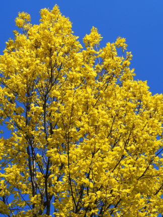 Quercus rubra 'Aurea' - Red Oak - 1-Gallon