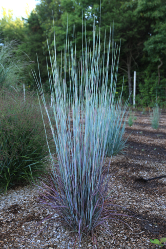 Schizachyrium scoparium Free Spirit® Comet® - Little Bluestem - 1.25-Quart