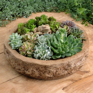 Forest Frog Planter