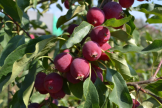 Malus 'Dolgo' - Edible Crabapple - 3-Gallon