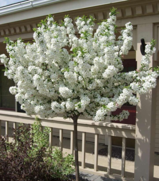 Malus 'Lollipop' - Flowering Crabapple - 7-Gallon