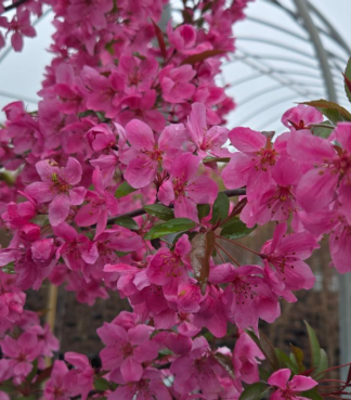 Malus × Show Time™ - Flowering Crabapple