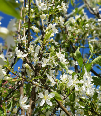 Malus × Starlite® - Flowering Crabapple - 7-Gallon