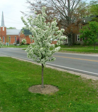 Malus Sweet Sugar Tyme® - Flowering Crabapple