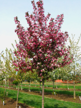 Malus Ruby Dayze® - Flowering Crabapple - 7-Gallon