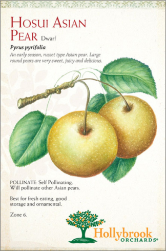 Pyrus pyrifolia 'Hosui'- Asian Pear - 7-Gallon