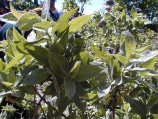 Salix cordata - Dune Willow