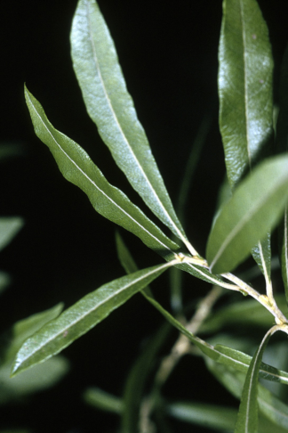 Salix humilis - Prairie Willow