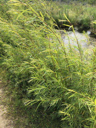 Salix interior - Sandbar Willow - 3-Quart