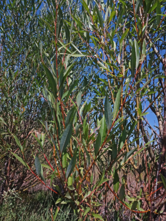 Salix amygdaloides - Peachleaf Willow - 1-Quart
