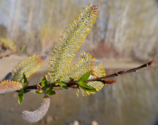 Salix eriocephala 'American Mackay' - Cottony Willow