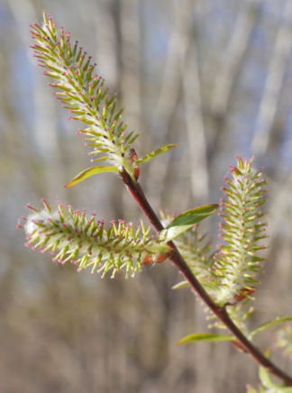 Salix eriocephala 'Russelliana' - Cottony Willow