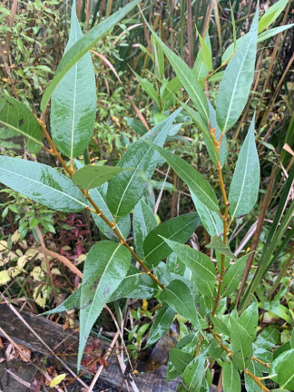Salix lucida - Shining Willow