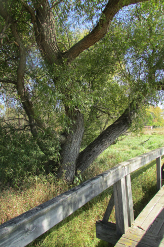 Salix nigra - Black Willow - 2-Gallon