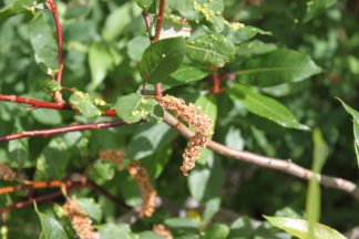 Salix pyrifolia - Balsam Willow
