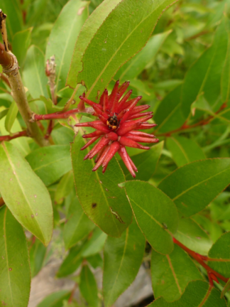 Salix serissima - Autumn Willow