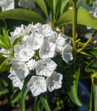 Kalmia latifolia 'Snowdrift' - Mountain Laurel - 3-Gallon
