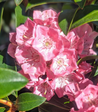 Kalmia latifolia 'Bridesmaid' - Mountain Laurel - 3-Gallon