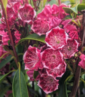 Kalmia latifolia 'Kaleidoscope' - Mountain Laurel
