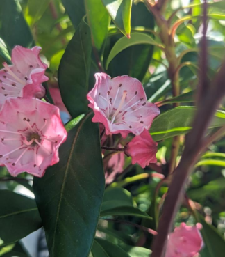 Kalmia latifolia 'Nipmuck' - Mountain Laurel