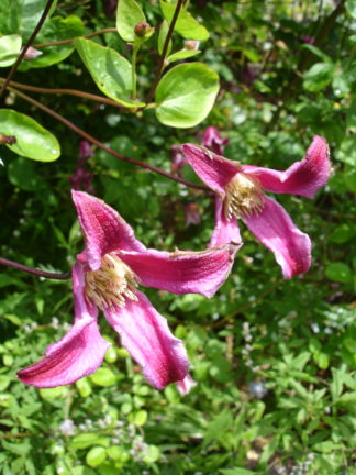 Clematis 'Etoile Rose' - Hybrid Leather Flower
