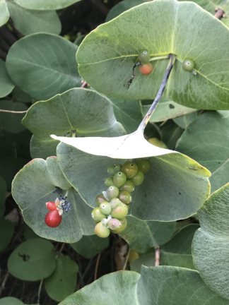 Lonicera reticulata 'Kintzley's Ghost'- Grape Honeysuckle