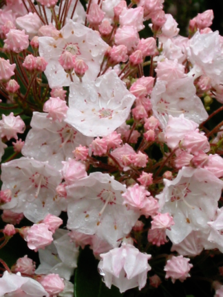 Kalmia latifolia - Mountain Laurel - 1.5-Pint